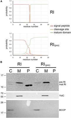 The Phage T4 Antiholin RI Has a Cleavable Signal Peptide, Not a SAR Domain